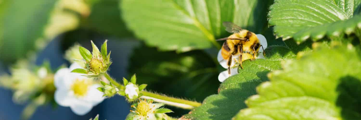 It’s Not Just Honeybees That Are Pollination Heroes