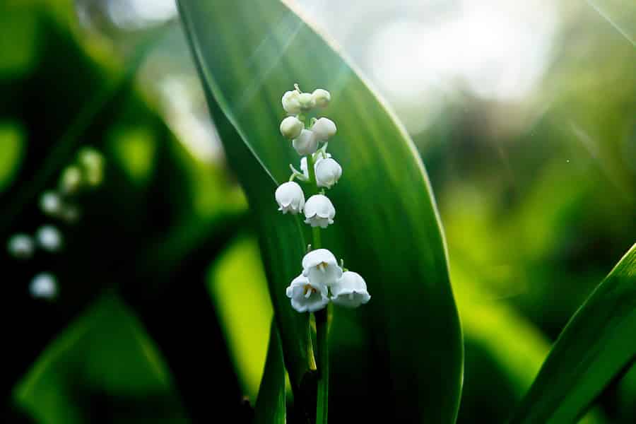 White bell shaped flowers against the background of a large leaf.