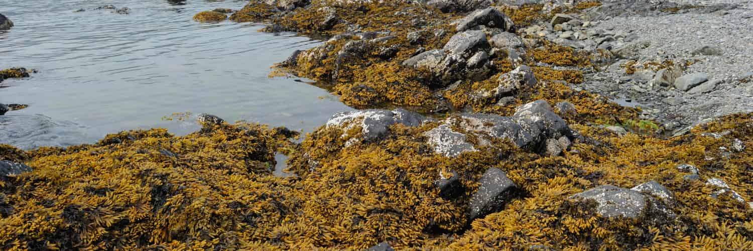 Increasing Carbon Dioxide Gives Seaweed a Bad Acid Trip