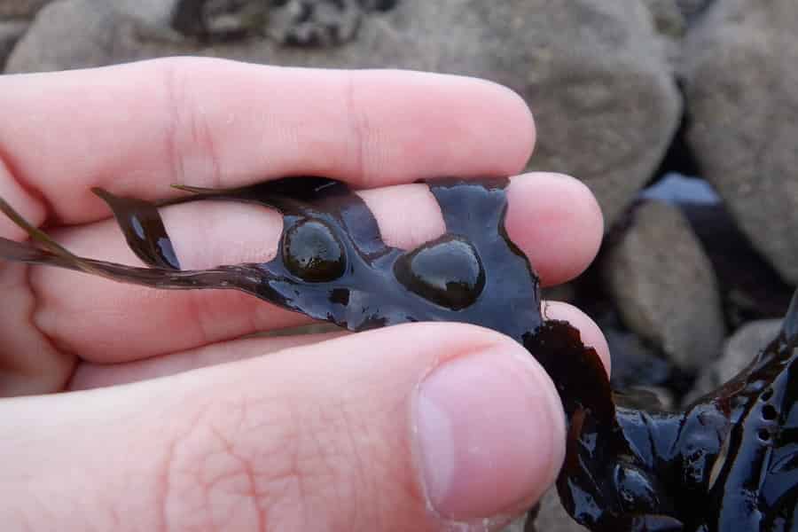 Bladderwrack held in a hand to provide a sense of scale. The bladders look very poppable