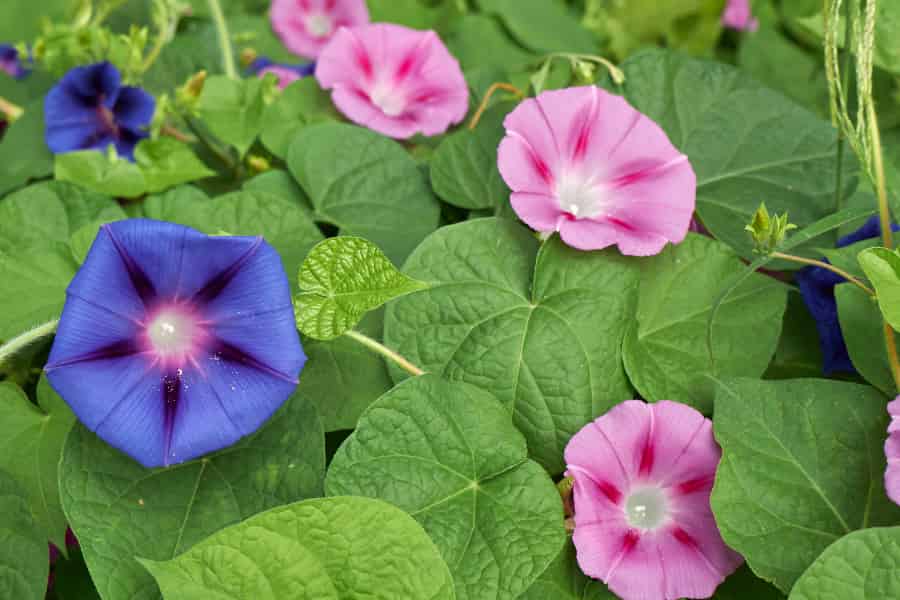 Many purple and pink morning glory flowers.