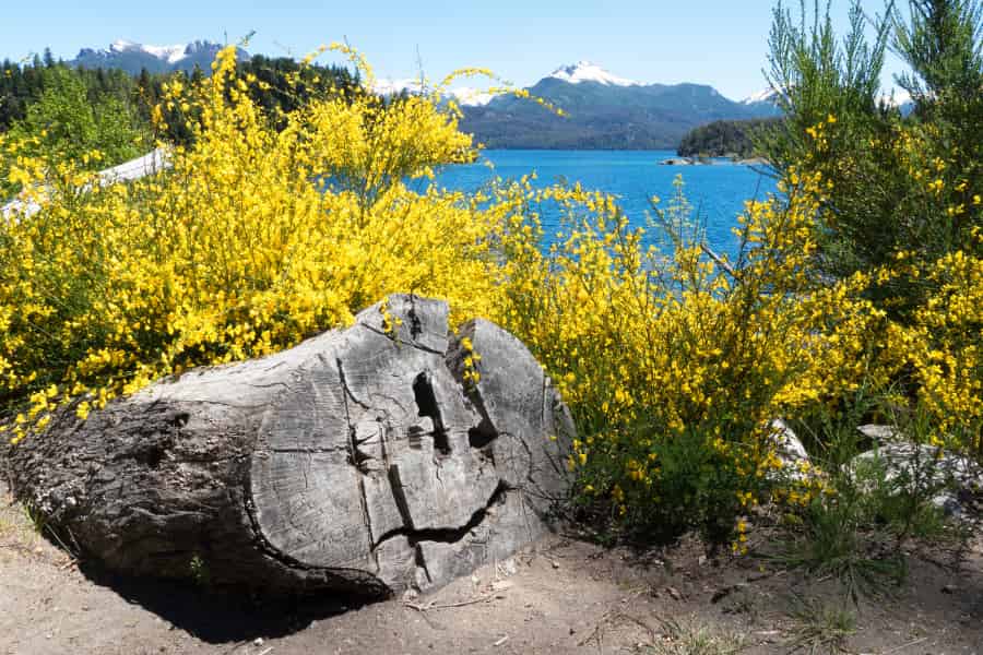 A view of a log and a lake, but there's not a lot to see of the lake, because between the lake and the log is a lot of Scotch Broom.
