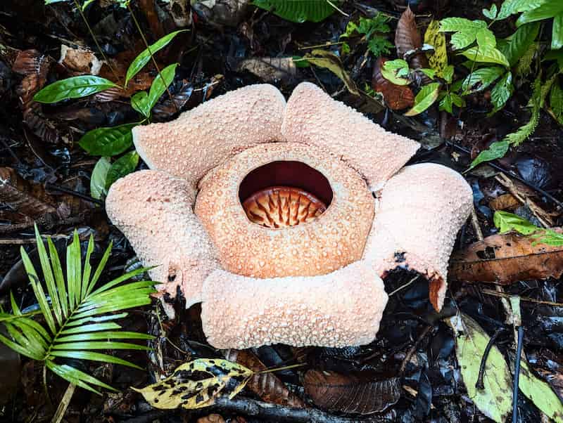 A Rafflesia flower that looks like it's been put through a washing machine, and the dye from its petals has run out, leaving a pastel orange flower.
