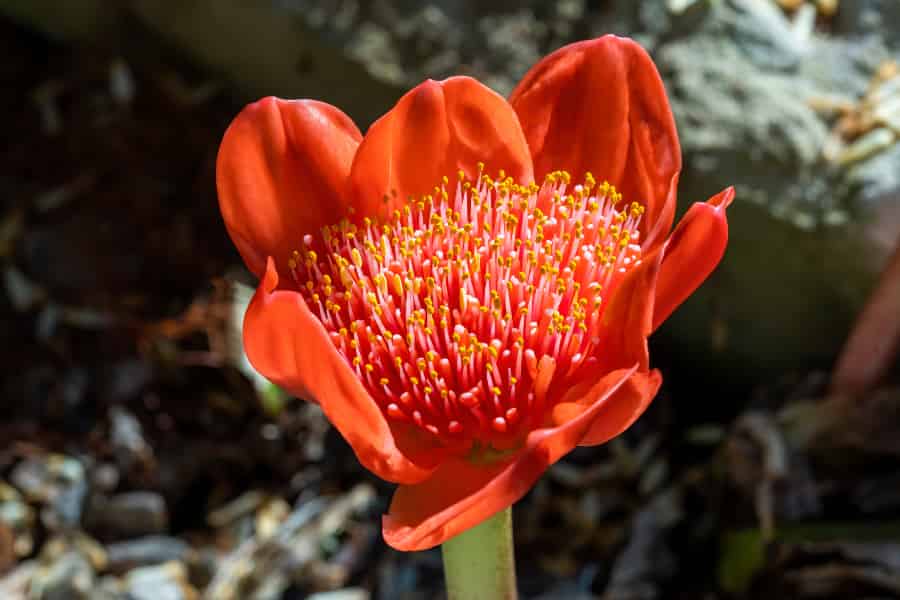 A red, almost blood red flower with many stalks inside, with yellow tips, so that inside the petals looks like a paint brush.