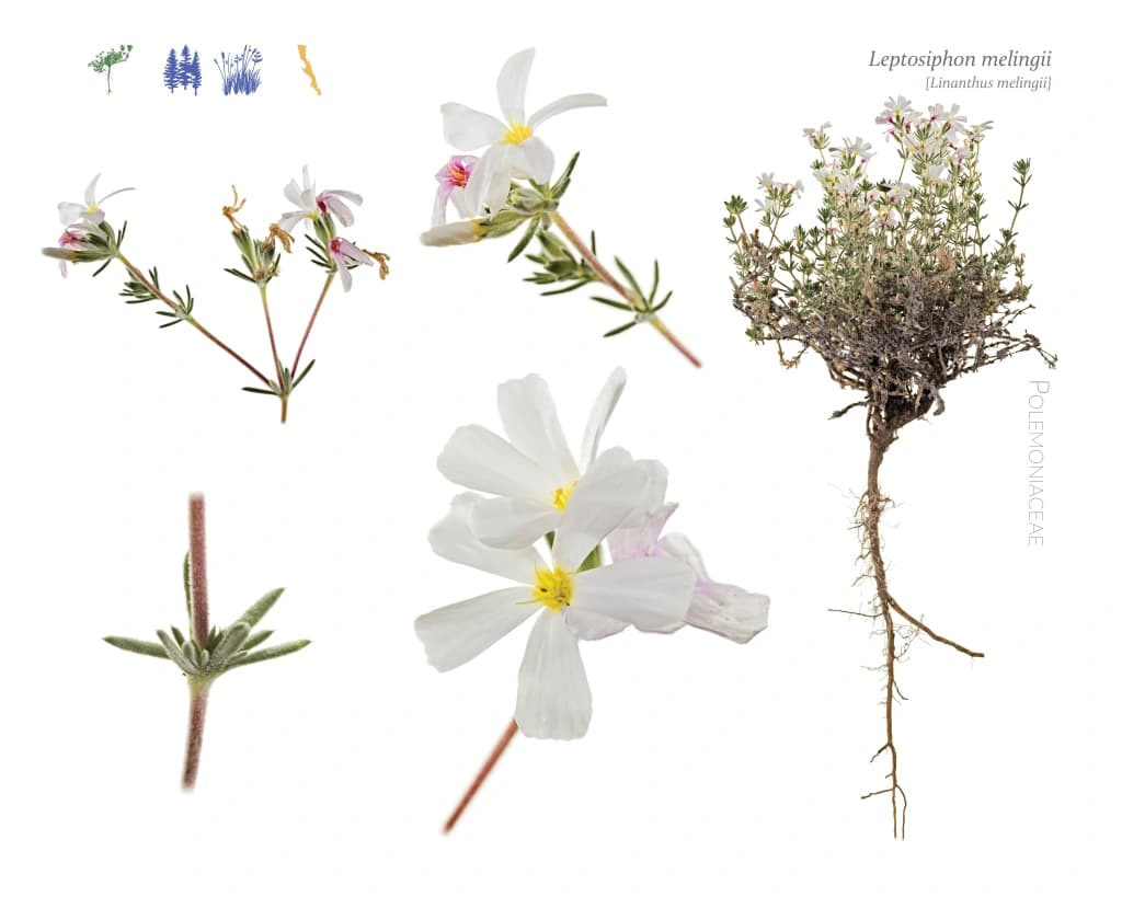 Stems and flowers of a bright white flower against a white background with a very small central yellow core to the flower.