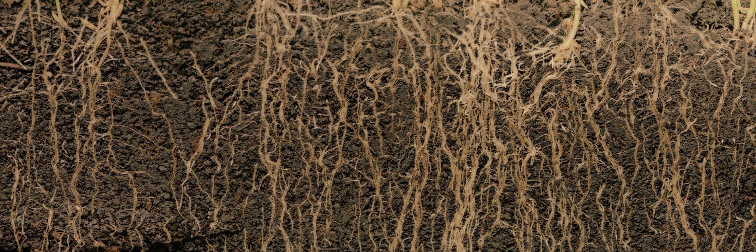 Exploring the Influence of Phloem Resistance on Root System Architecture