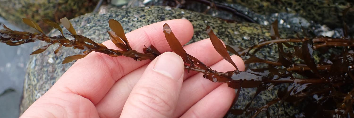 Seaweed hitchhikers catch a ride on limpets