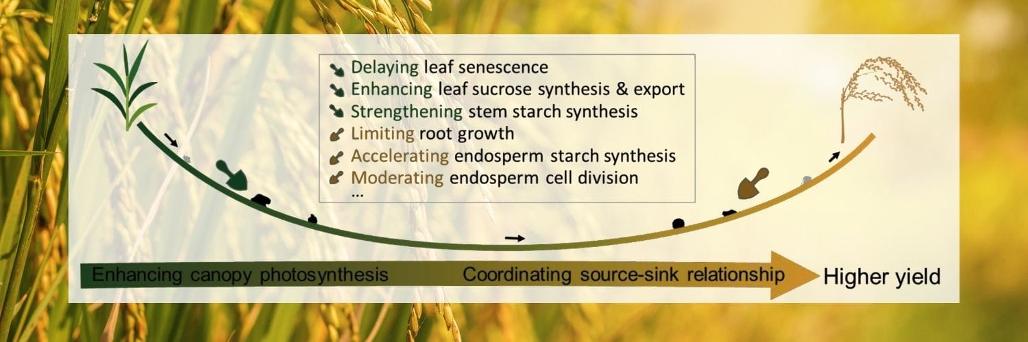 Towards Super-High Yielding Rice: A Novel Approach to Optimize Grain Filling