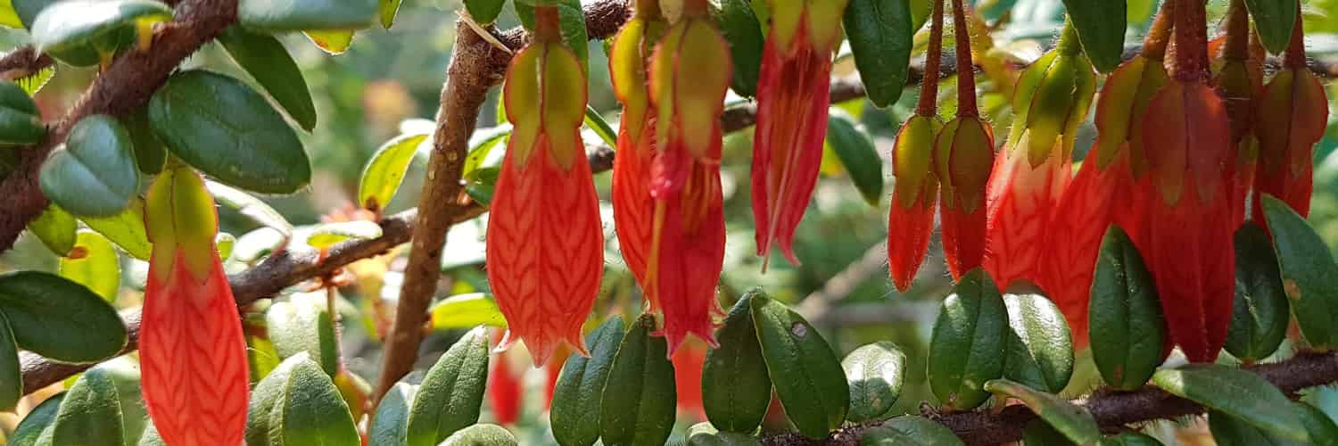A Journey into the past in Search of Agapetes’ Pollinators: Could They Have Been Extinct Hummingbirds?