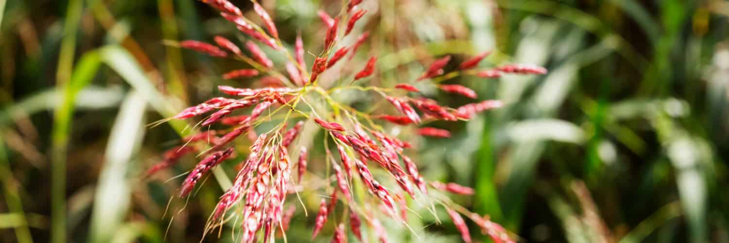 Climate and competition limit the spread of a damaging grass