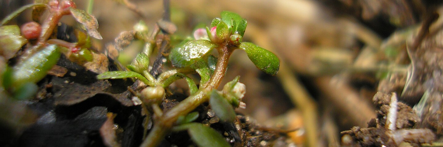 Interpreting Elatinaceae’s Tiny Flowers in The Evolutionary Saga of Malpighiales