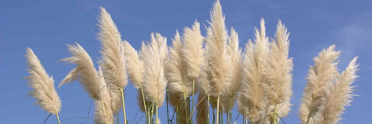 Electronic Eyes Spy an Invasive Species