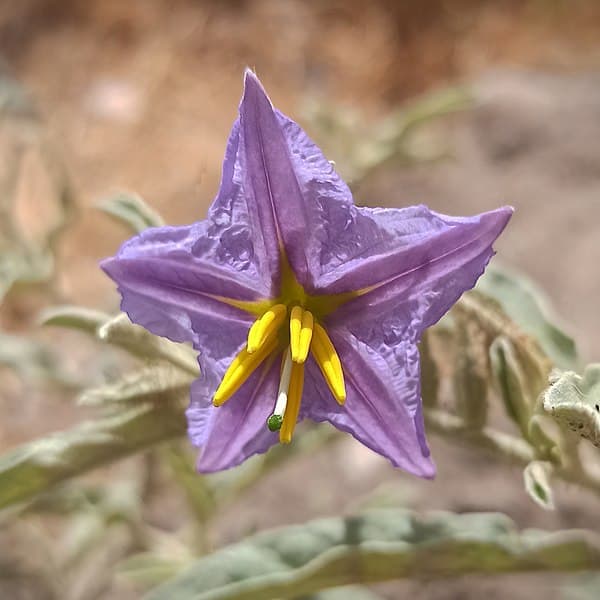 Five purple petals highlight striking yellow sex organs in a flower.