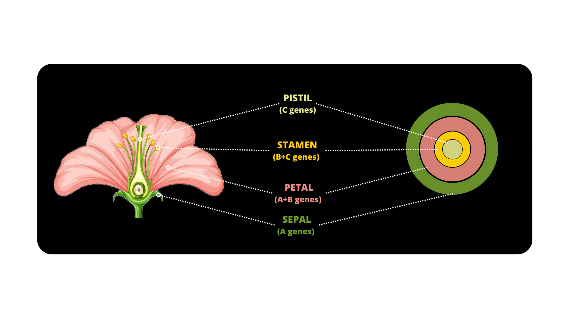 The Power of the Flower: Shape, Colour, Scent … and SEX!