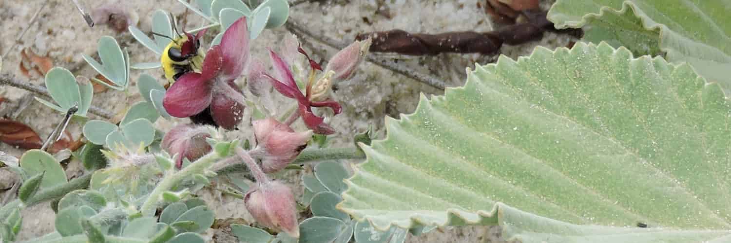 The co-evolution of oil-producing flowers and pollinator behaviour from Mexico to Argentina