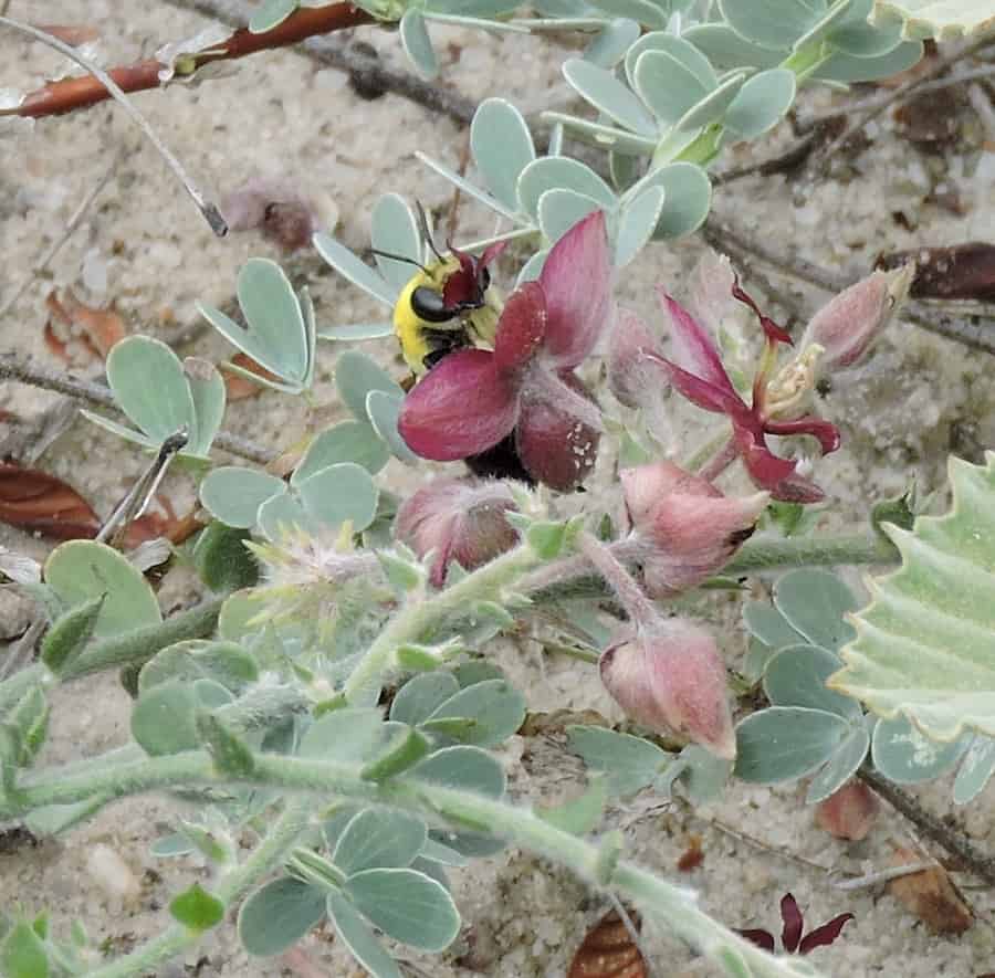 A bee crawls over a deep red flower.