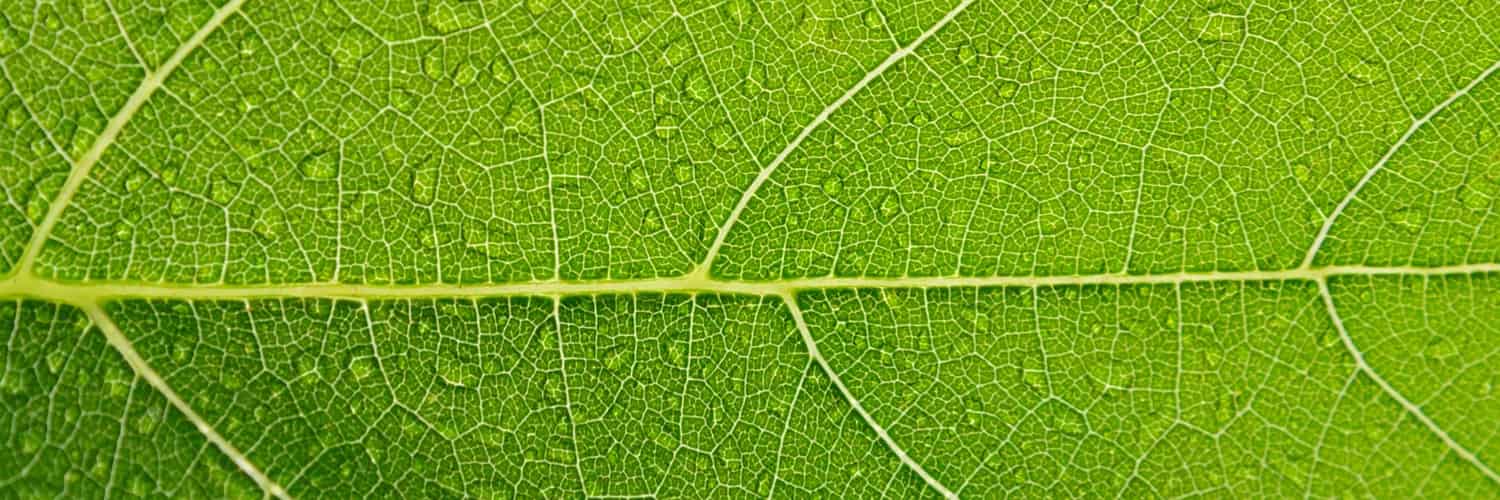 The Leaf: Birth, Life & Death of a Photosynthetic Organ