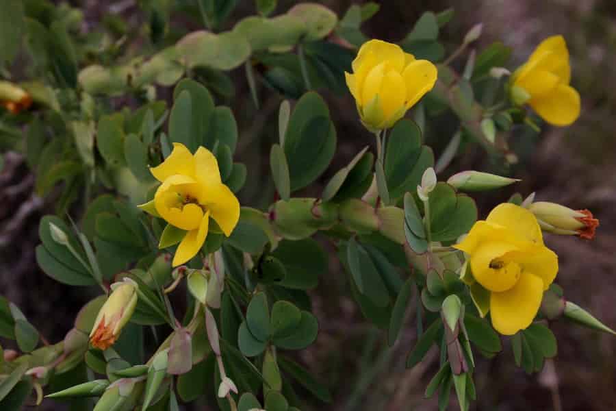 Whorls of yellow flowers of Chamaecrista latistipula.