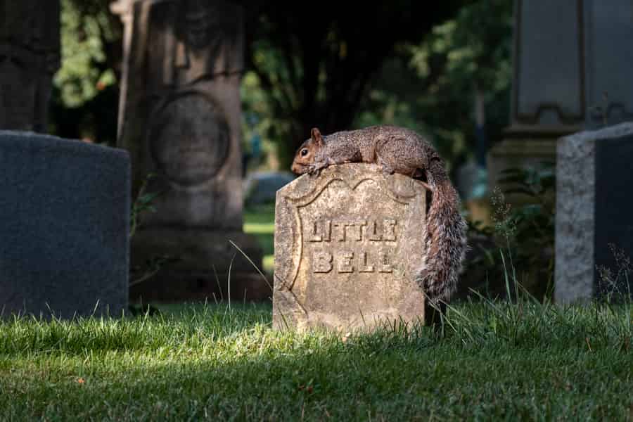 A squirrel and an awful lot of grass and trees. But most people see the squirrel.