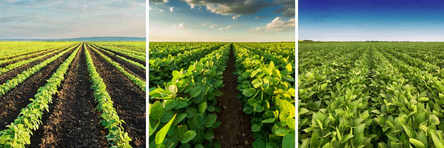 Computer Modeling Reveals Complexity Behind Phenotype-Yield Relationship in Soybean