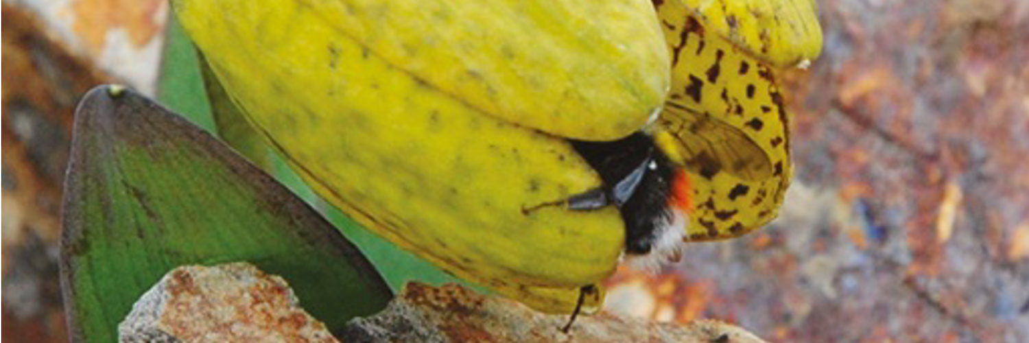 The Shy Beauty of Fritillaria delavayi: Balancing Pollination and Camouflage