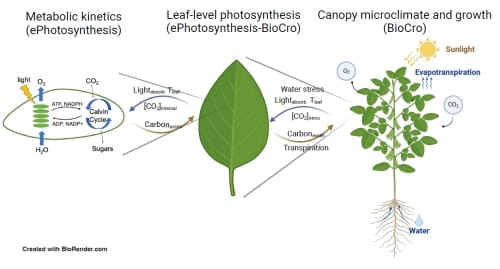 A diagram showing three different types of photosynthesis modeling: metabolic kinetics, to leaf-level to canopy microclimate and growth. Also shows the important factors in each stage; metabolic kinetics: Light, water, and CO2 in and sugars and O2 out. Leaf level: light absorption, carbon assimilation, water stress, and transpiration. Canopy microclimate and growth: Sunlight, evapotranspiration, water and CO2 in and O2 out.