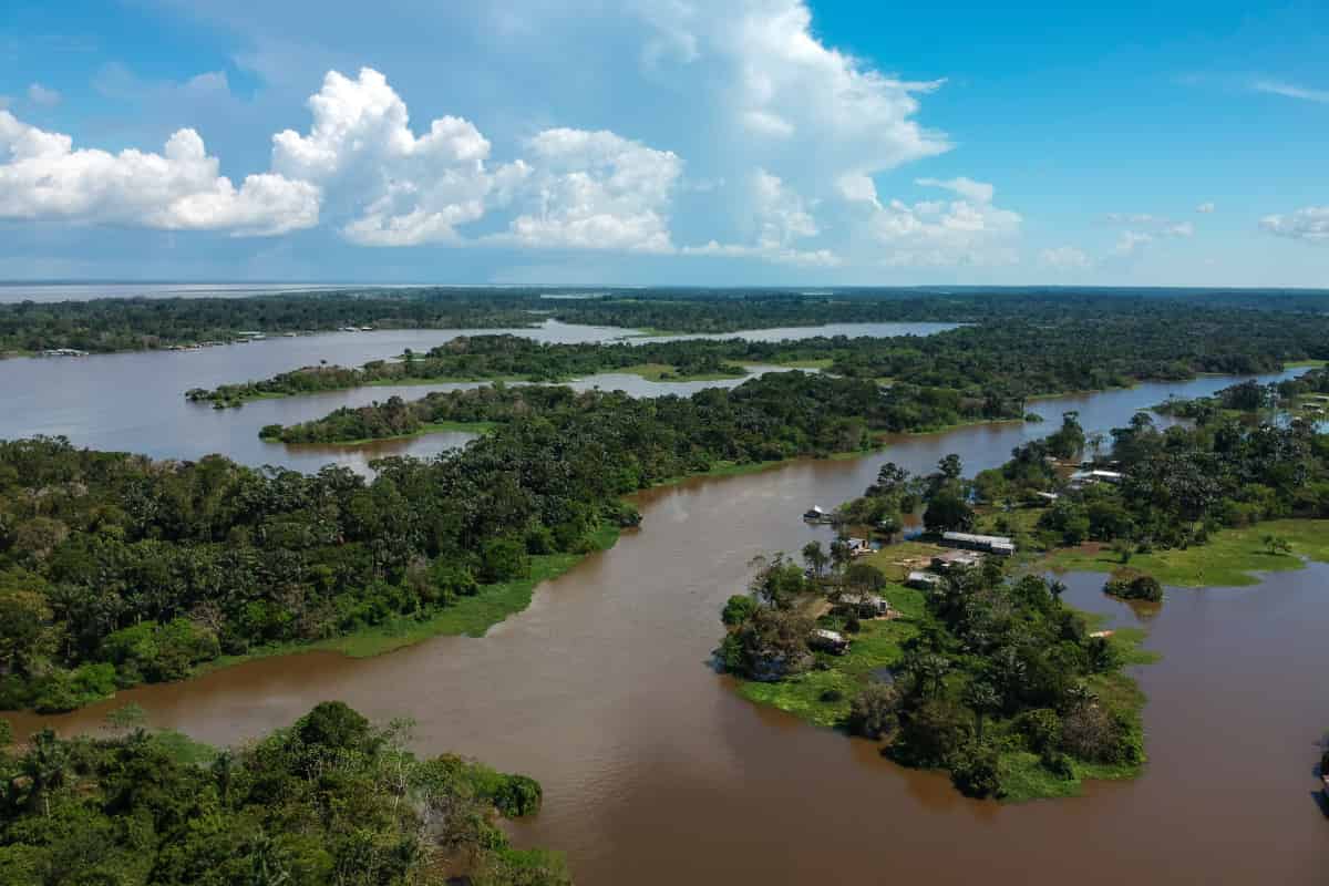 Manatees Are The Underwater Gardeners Of The Amazon