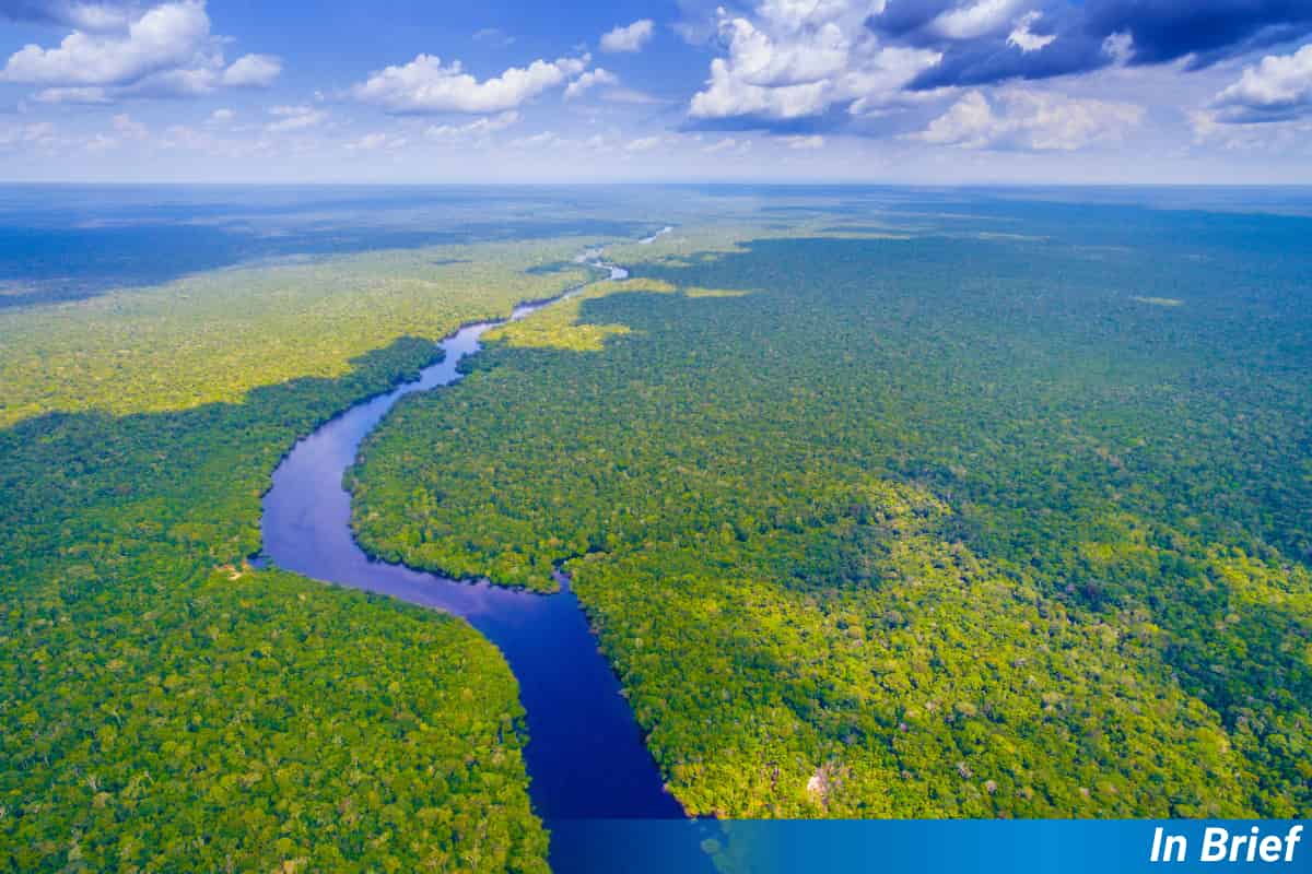 An Amazon Plant’s Balancing Act Between Sex & Cloning