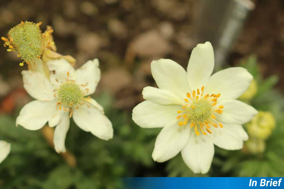 The Floral Face-Off in Anemone Flowers