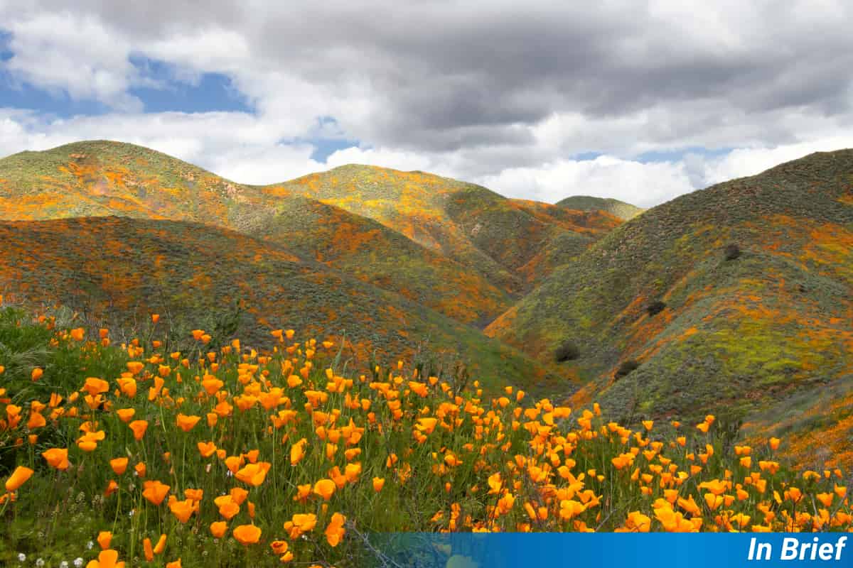 The Recipe for Successfully Seeding New Pollinator Habitats