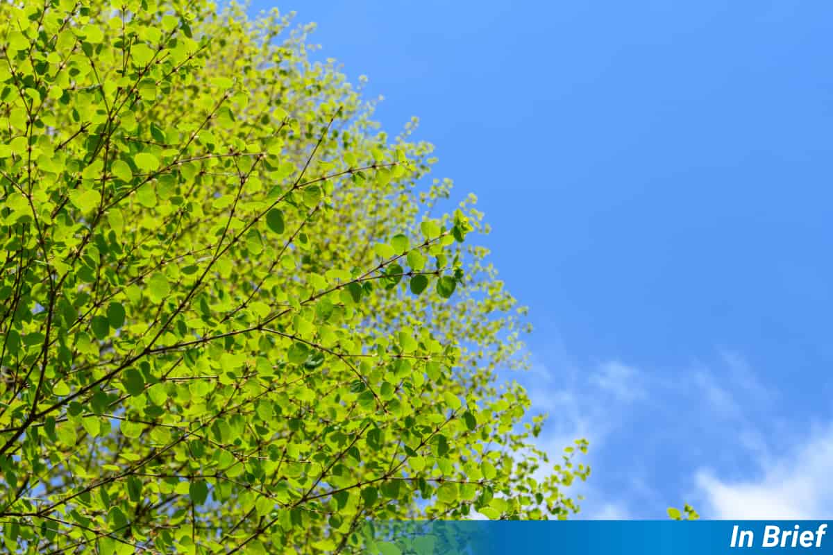 Larger Trees Host More Diverse Communities in Japanese Forests