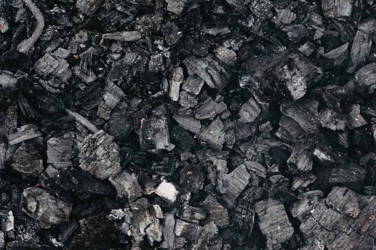 Fire Raged Through Earth’s Ancient Forests