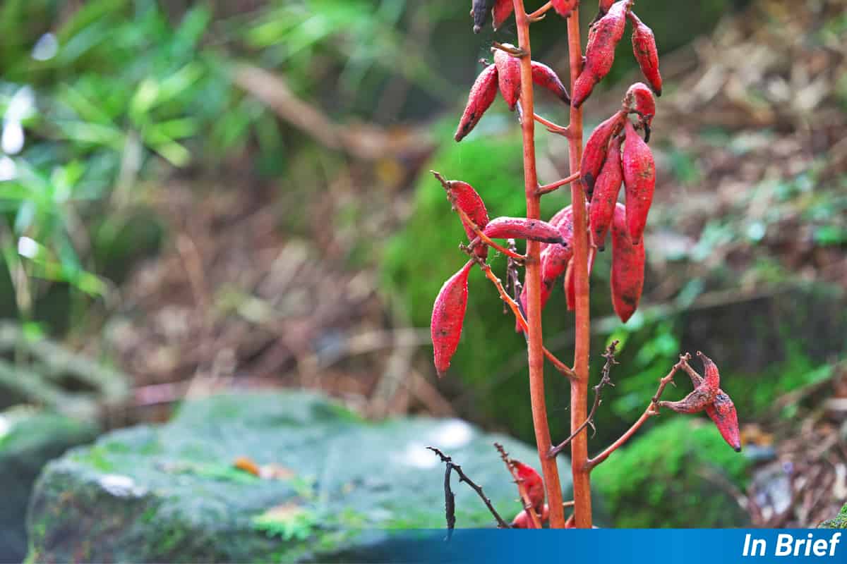 Masked Palm Civets Unmasked as Seed Dispersers for Unusual Orchid