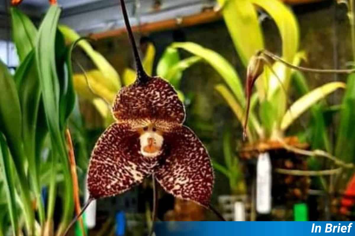 Dracula Orchids Trick and Treat Their Fly Pollinators