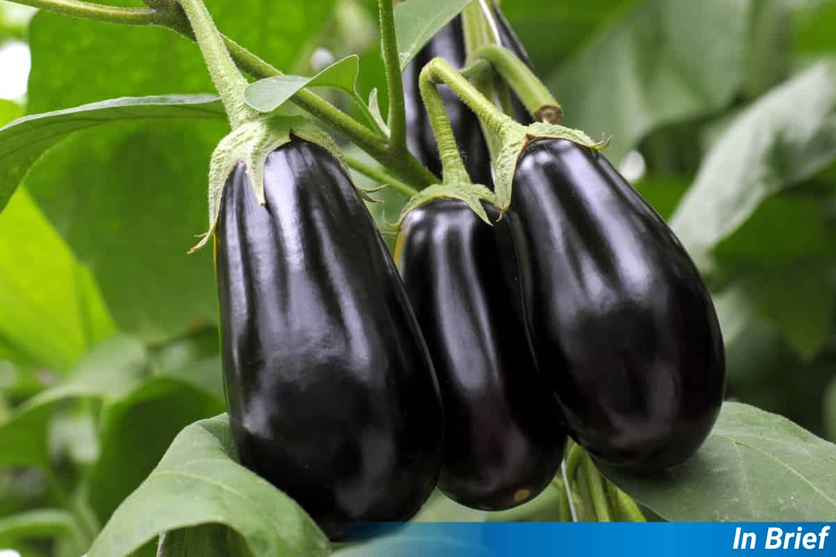 Plants Adapt to Plastic-Polluted Soil