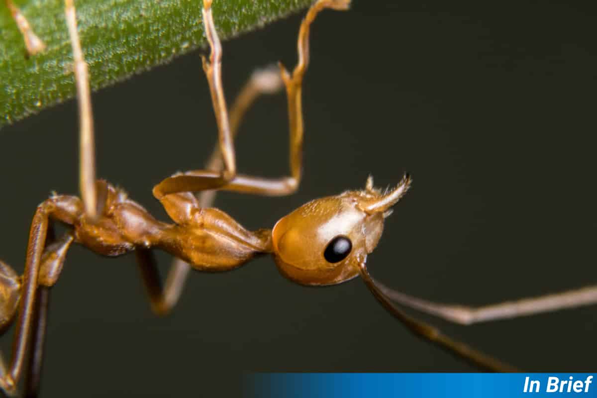 Tree Diversity Helps Keep Fire Ants at Bay