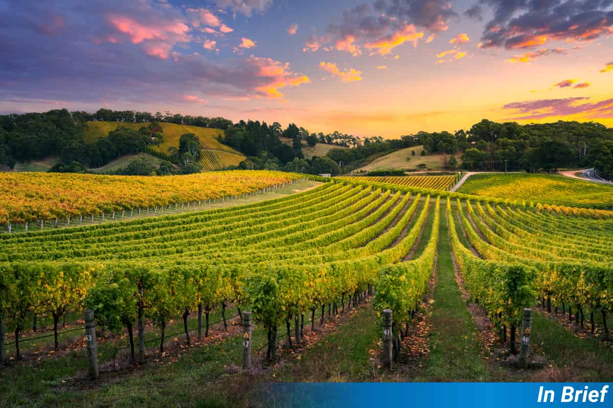 Ancient Seeds Spill the Secrets of French Wine