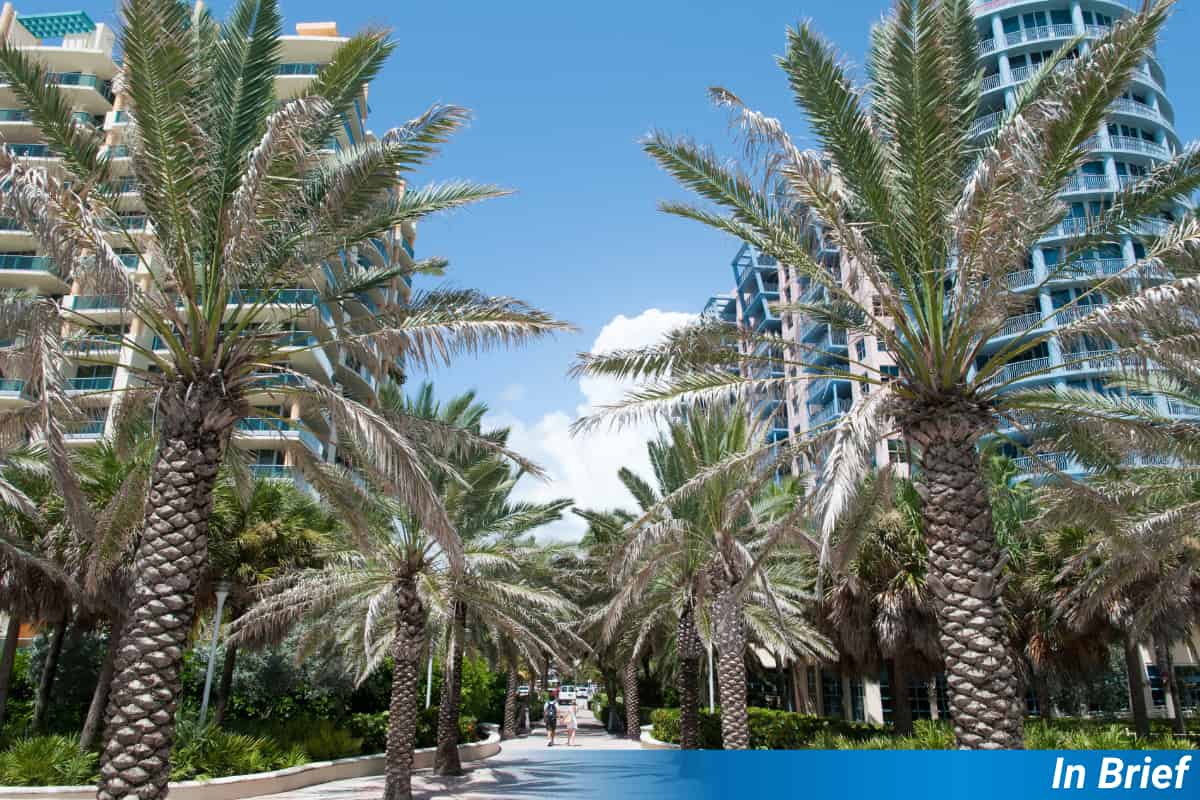 Miami’s Street Trees Face an Uncertain Future in the Miami Heat