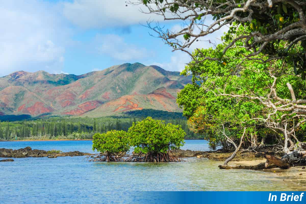 Plant Diversity Thrives in Harsh Soil Conditions