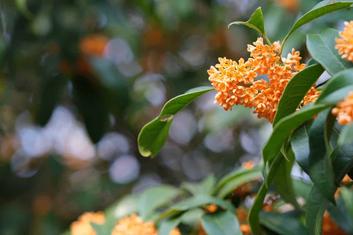 How Genes Help Sweet Osmanthus Bloom and Beat Stress