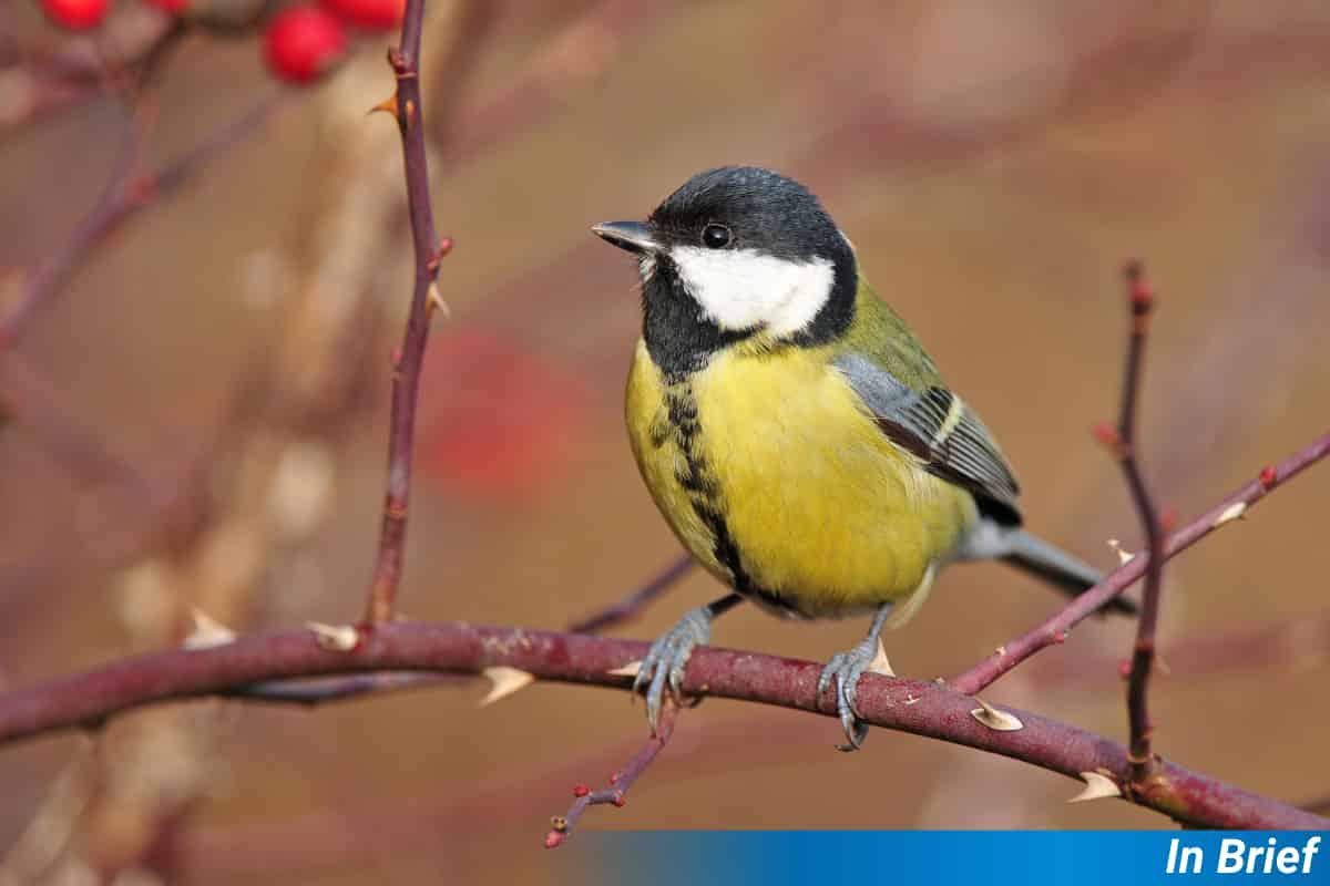 Seeds Travel Furthest When They Travel Light