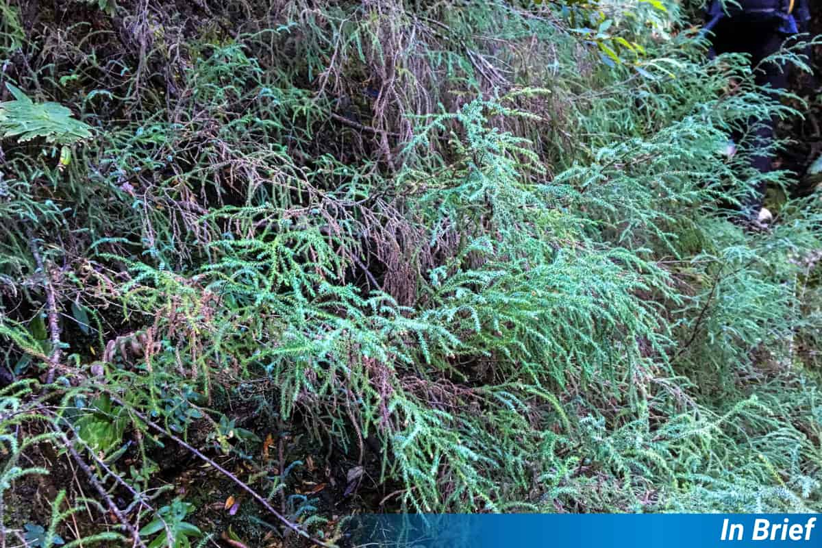 Unravelling the Genetic Story of an Endangered Conifer