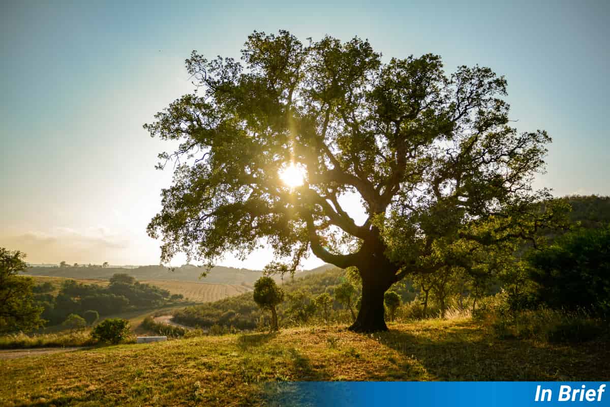 Genetic Clues Reveal How Cork Oaks Outsmart Climate Change