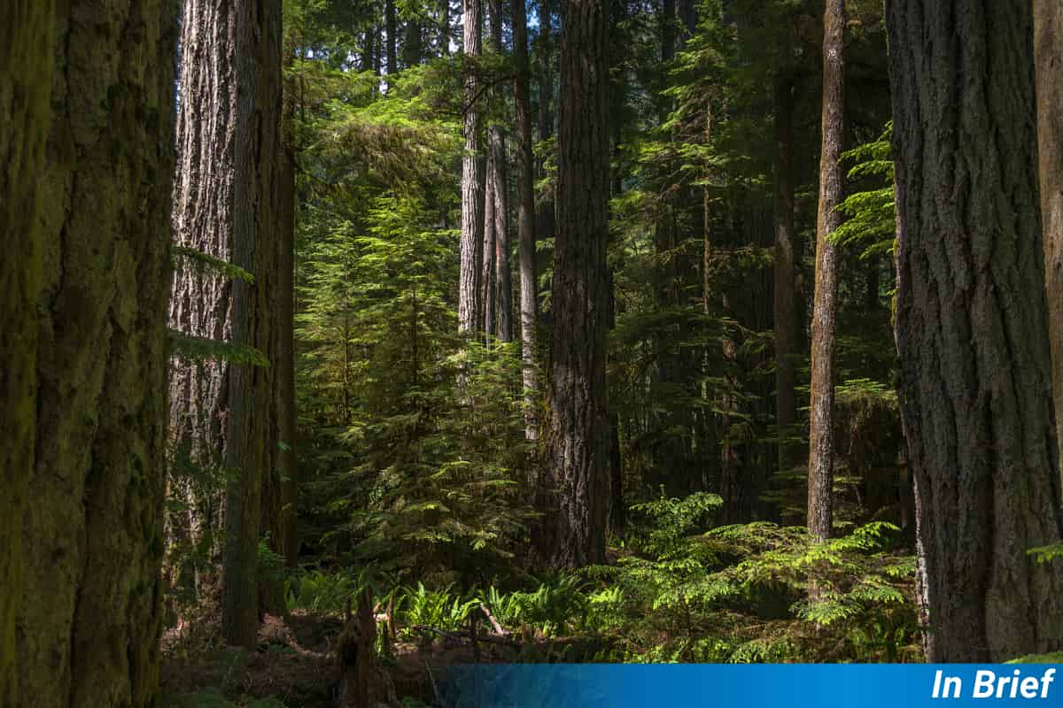 The Unexpected Decline of Nitrogen-Fixing Plants in European and American Forests