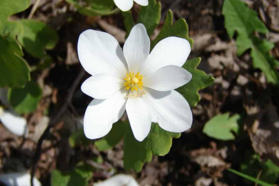 A white flower, with eight petals, looking almost like a square flower. There is nothing in the photo hinting at blood.