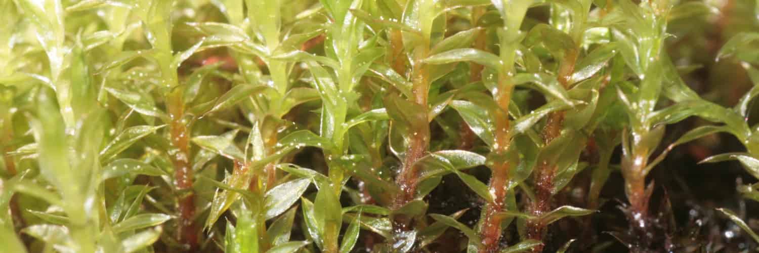 Antarctic moss proves cold weather isn’t just for penguins