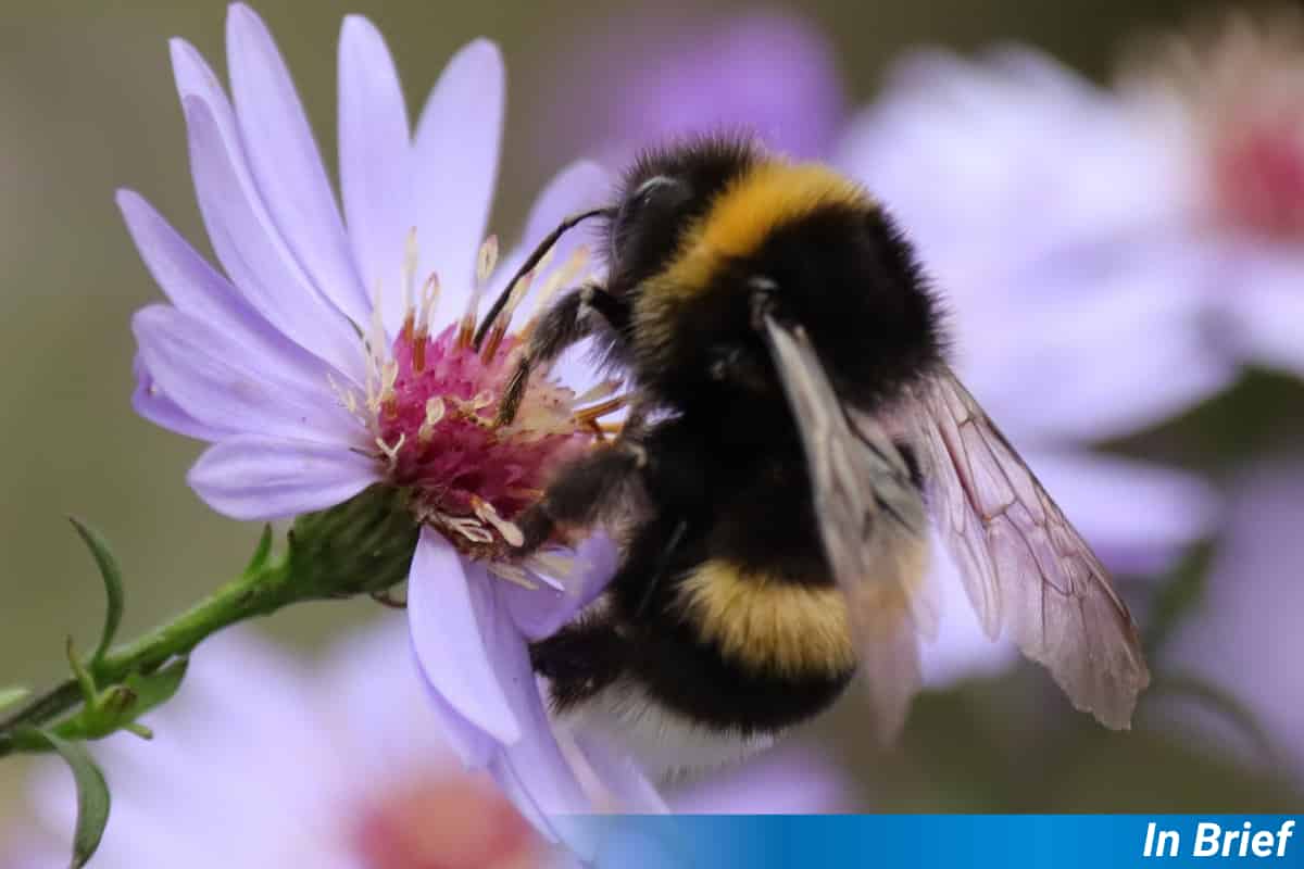 Garden Flowers Keep Farmland Bees Fed When Crops Stop Blooming