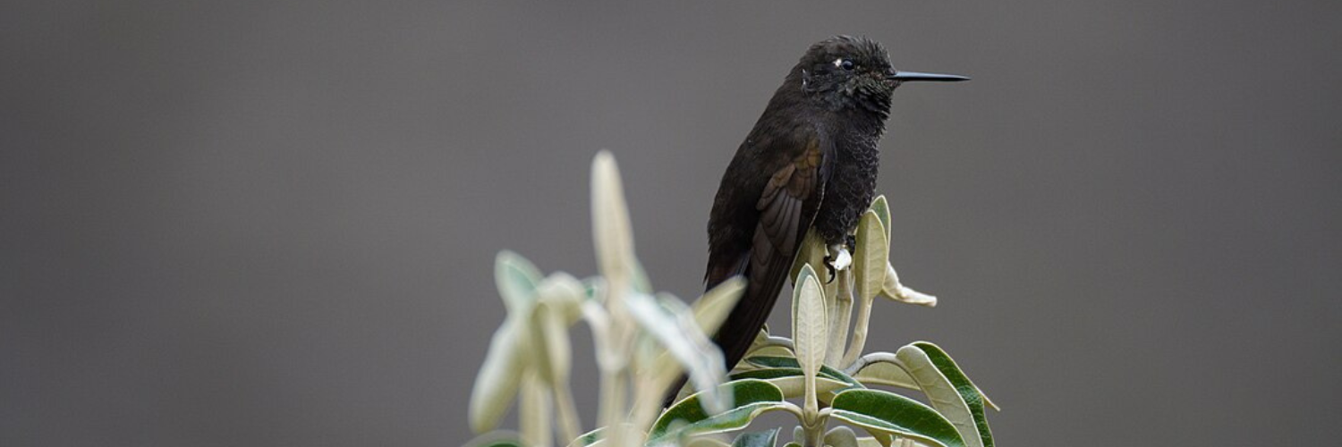 The Nectar Thieves of the Andes: Discovering Black Metaltail Hummingbird Behaviour