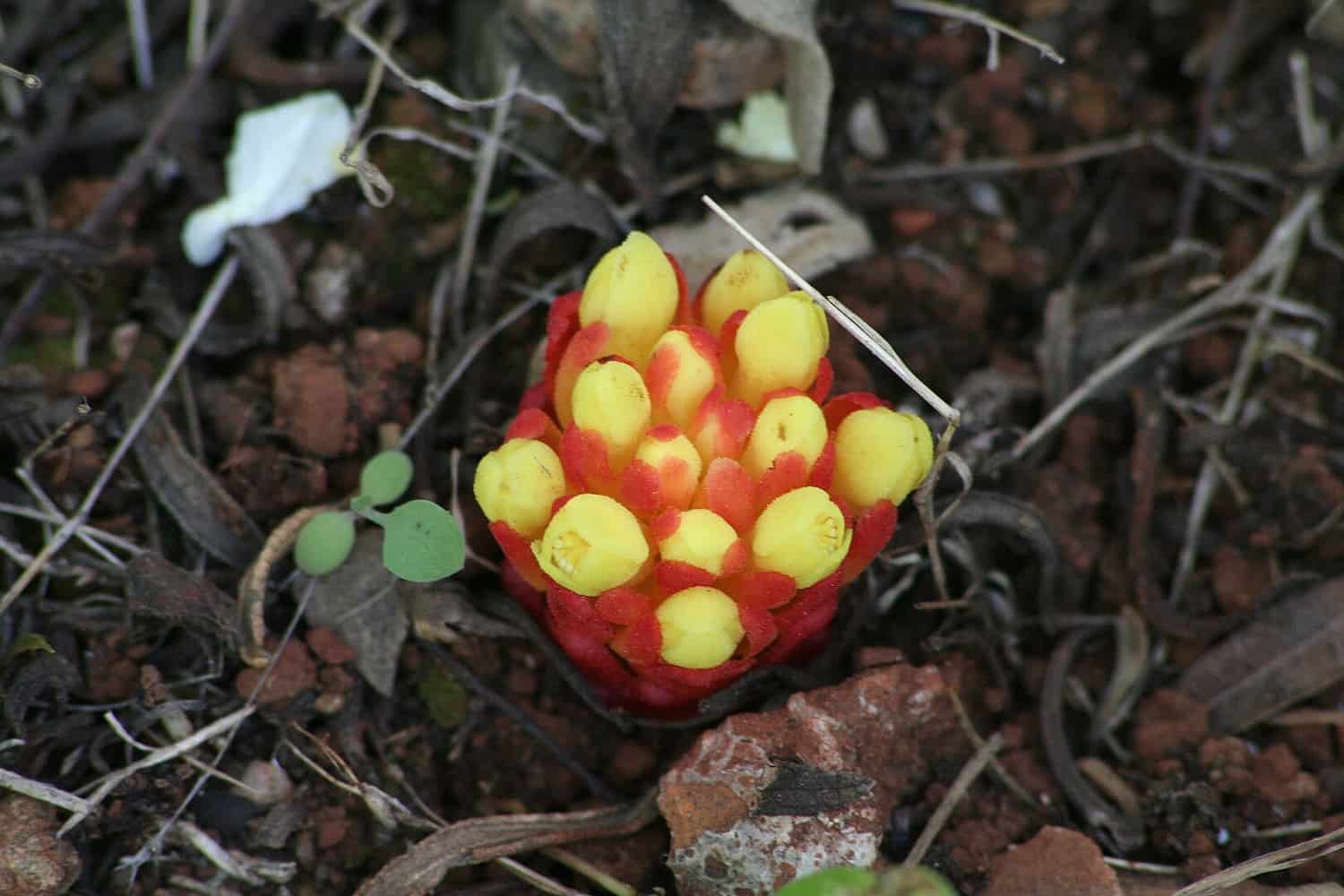 Plant Parasites Fool Scientists with Stealth Evolution