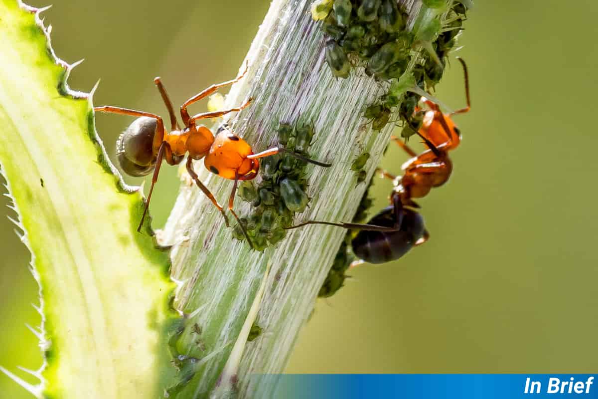 Building Botanical Bed and Breakfast for Beneficial Bugs